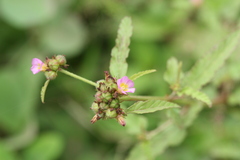 Melochia corchorifolia